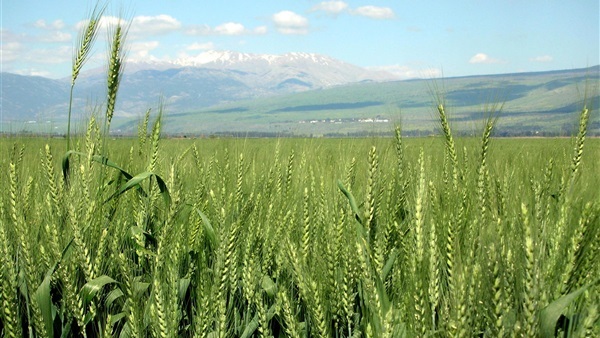 الزراعة