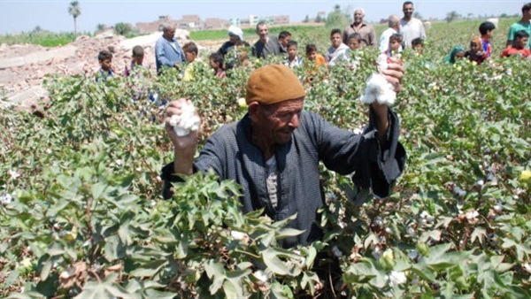 زراعة القطن