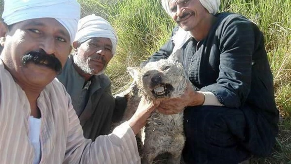 المواطن