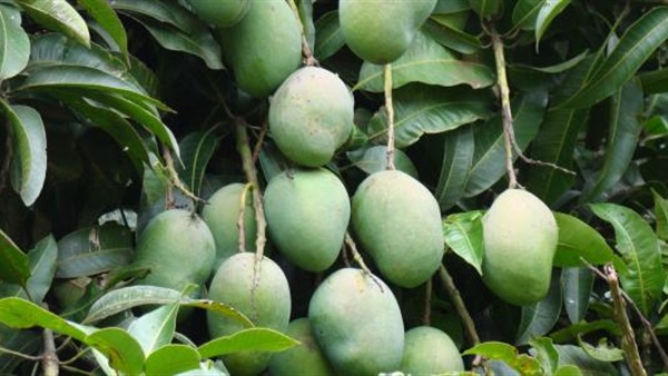 أشجار المانجو