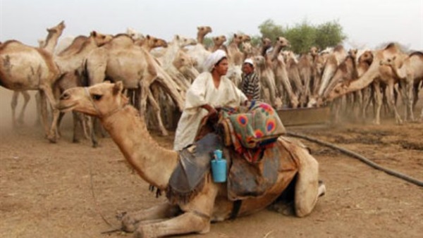 ابل سودانية