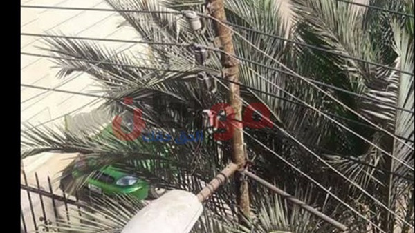 المواطن