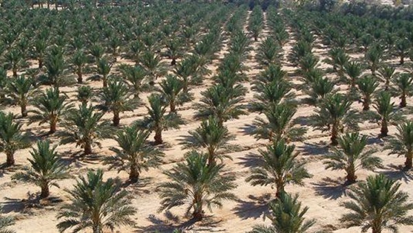 ارشيفية