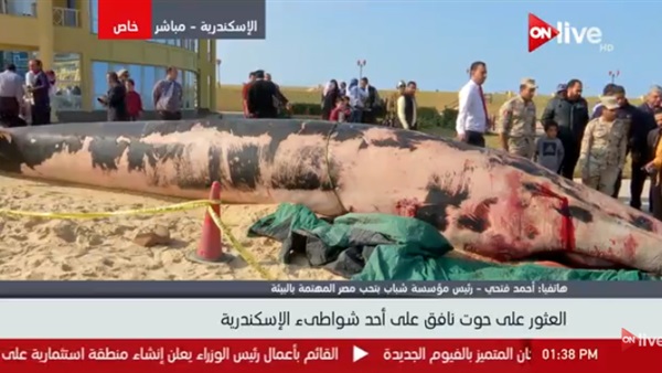 الحوت النافق