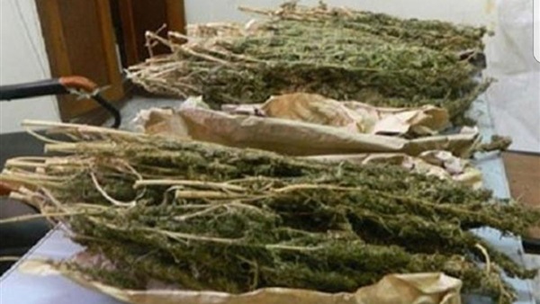 مخدر-البانجو
