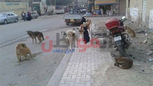 شوارع طنطا