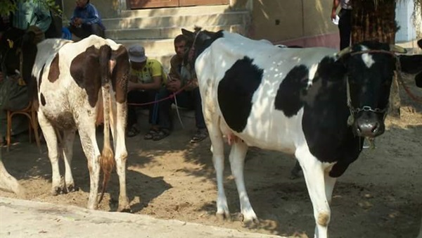 حريق ماشية بالقليوبية