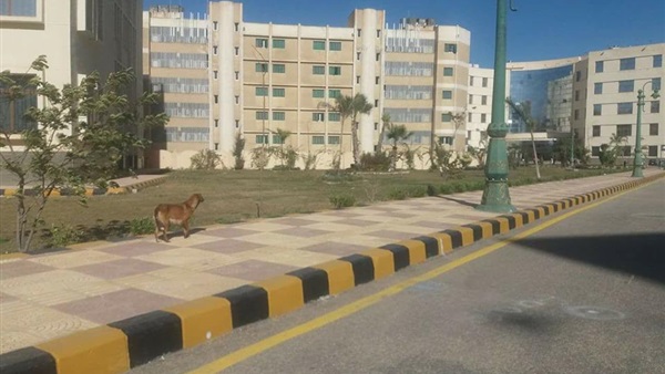 كلب داخل جامعة كفر