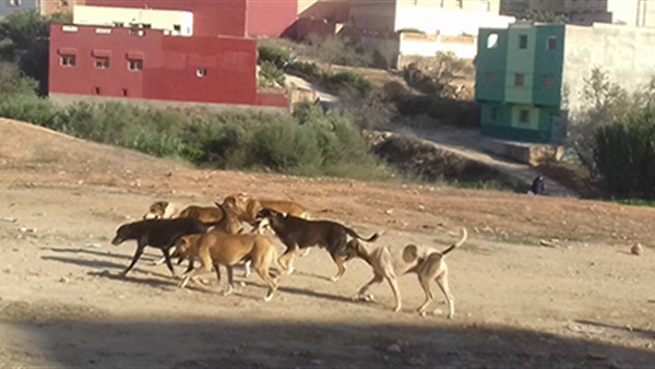 الكلاب الضالة بشوارع