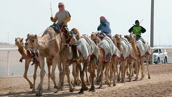 مهرجان الهجن