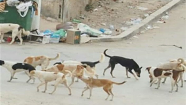 الكلاب الضالة