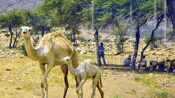 محمية الدبابية بإسنا