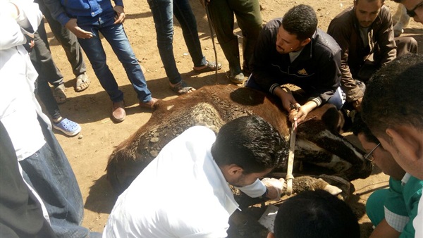 المواطن