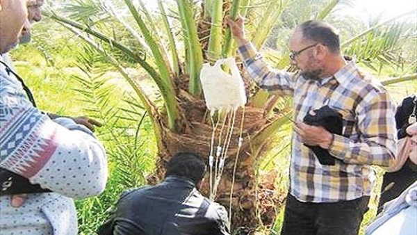 سوسة النخيل-الوادي