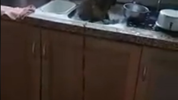 السخرية من القرد