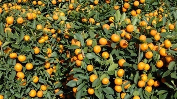 نائب وزير الزراعة