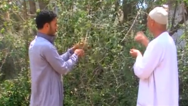 الشجرة المباركة