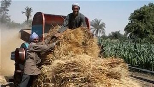 حصاد القمح
