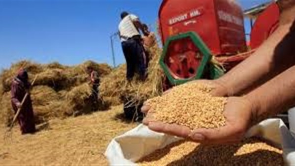 القمح الامريكي