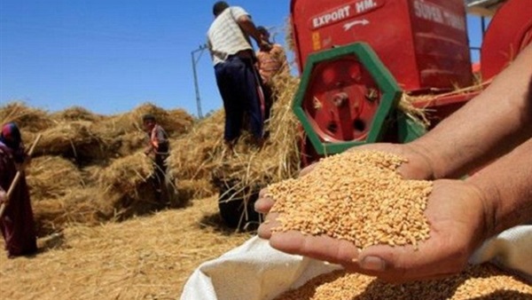 قمح - أرشيفية