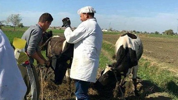 حملات بيطرية