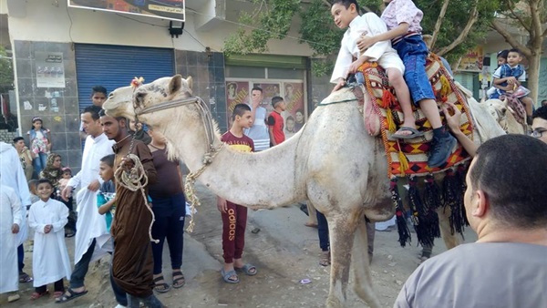 الخيول والجمال ف