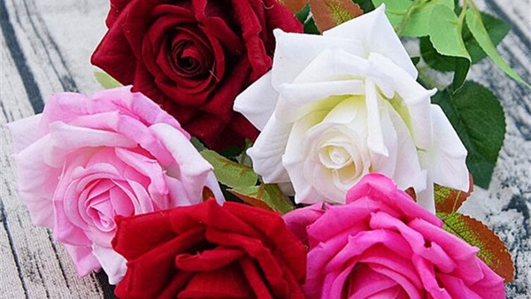 أسعار الورد
