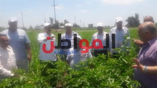 محمد السيد وكيل وزارة