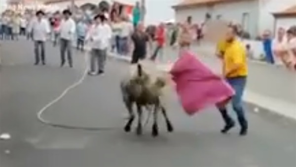 رجل يصارع الثيران