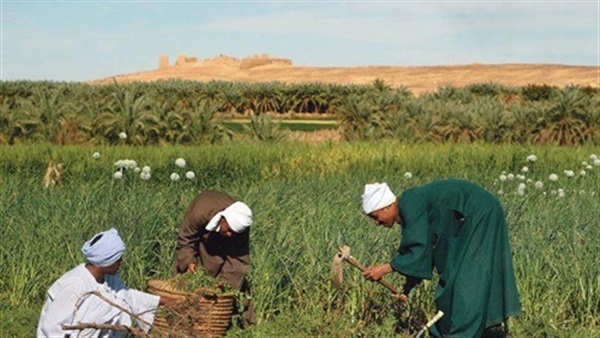 الفلاح المصري في