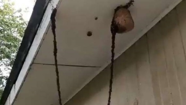 النمل يبني جسرًا