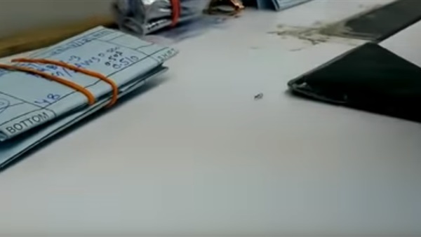 نملة تسرق ماسة وتحاول