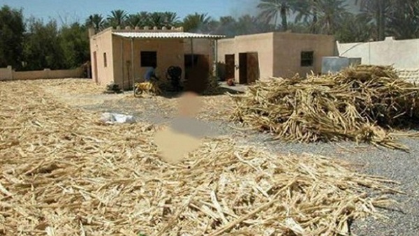 مخلفات القصب