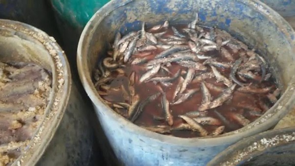 أسماك مجهولة المصدر