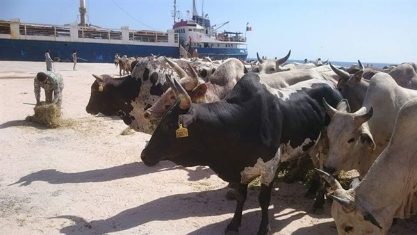 ميناء ابوطرطور بالغردقة