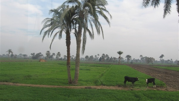 درجة حرارة الفيوم