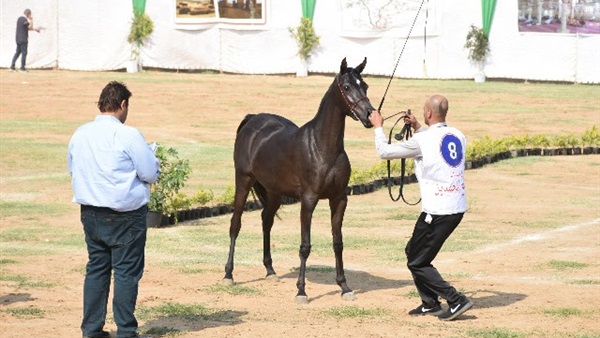 مهرجان الخيول العربية