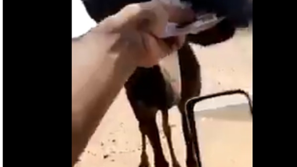 سعودي يطعم ناقة