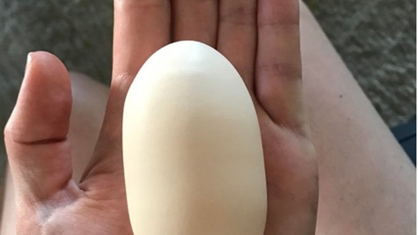 أطول بيضة دجاجة