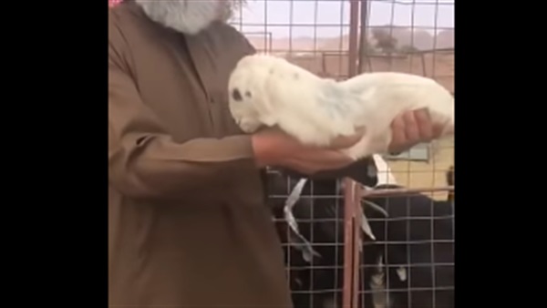 ولادة خروف من غير
