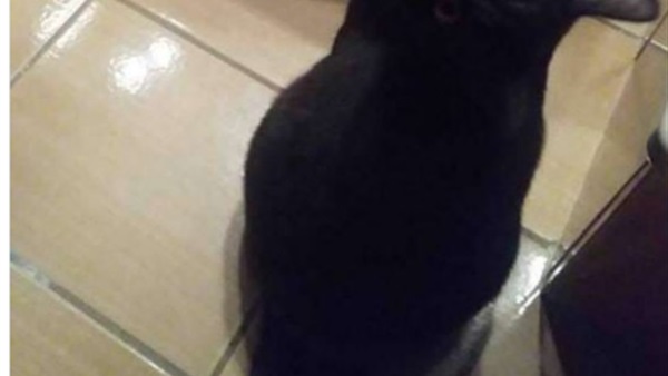 صورة حيرت الجميع