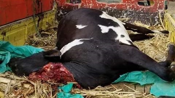 ضبط بقرة مذبوحة بطريقة