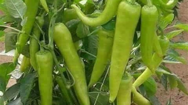 أسعار الفلفل في بني