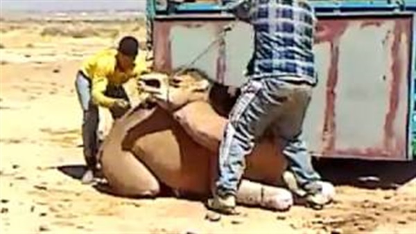 المواطن