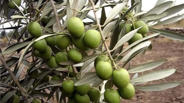 طرق زيادة صادرات