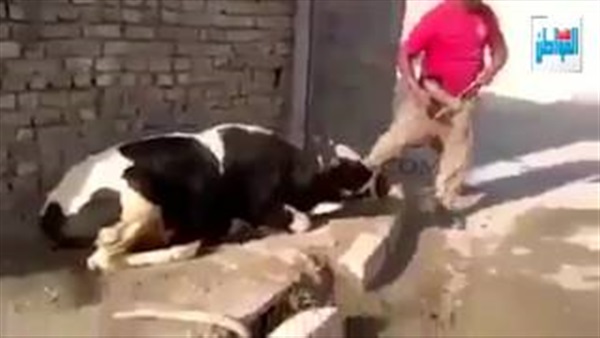 المواطن
