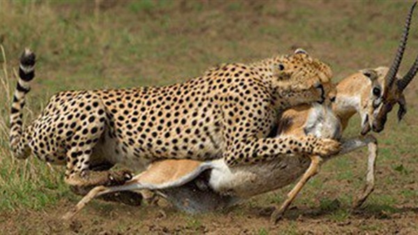 صورة تعبيرية