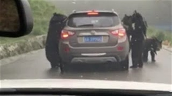 المواطن