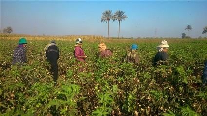 الزراعة من حرفة بدائية