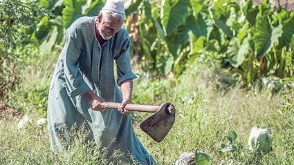 الفلاح المصري بعد